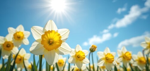 Close-up view of white daffodils with yellow centers bloom under bright sun against clear blue sky with light clouds. Spring flowers signal warmer weather, new beginnings, and nature awakening.