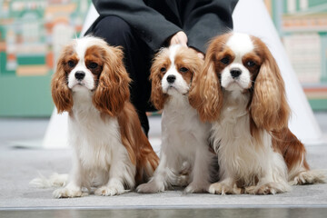 Three King Charles Spaniels Sitting On Table at the exhibition