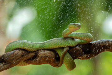Closeup of a White lipped Island Pit Viper on a Branch in Tropical Indonesia, White lipped Island...