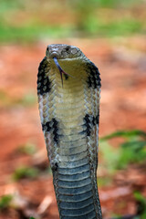 Fototapeta premium Close up photo of a king cobra ,a king cobra was in a position ready to attack from the thick leaves