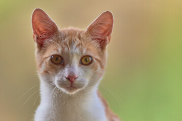 portrait of a sweet kitten cat 