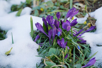 Crocuses in the snow, primroses in the snow in spring