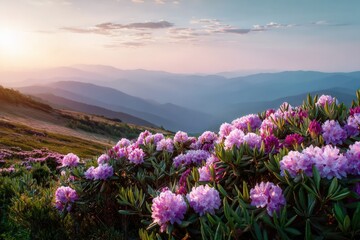 Fototapeta premium Mountain sunset with blooming rhododendrons and rolling hills