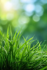 Naklejka premium Vibrant green grass blades in sunlit garden with blurred nature background