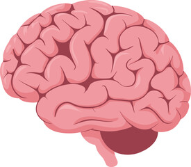 Human brain illustration, detailed anatomy design, medical organ graphic, neuroscience concept, educational biology artwork, pink cerebral cortex, healthcare vector image