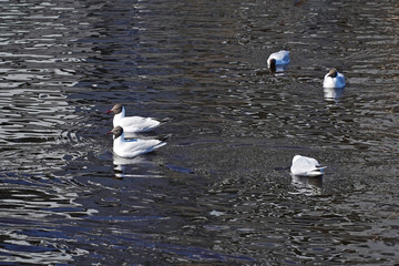 Seagull birds swim and fly on the water