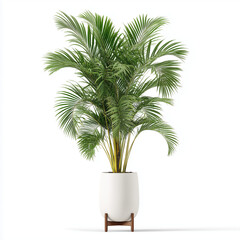 Obraz premium palm tree in a pot