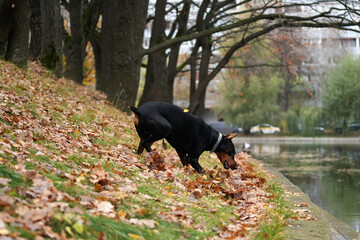 Doberman dog running in autumn for leaves in the park