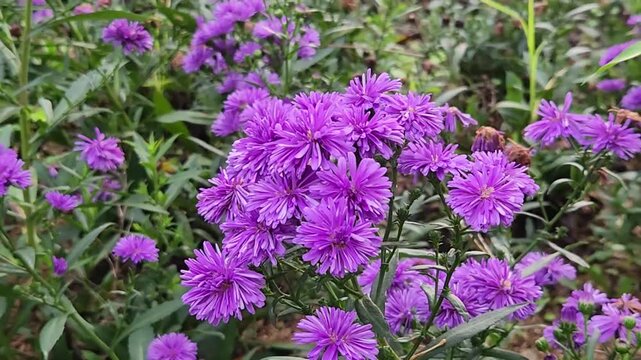 Vibrant purple wildflowers blooming in tropical garden. Fresh violet aster flowers swaying in natural daylight. Beautiful purple blossoms in lush green outdoor garden