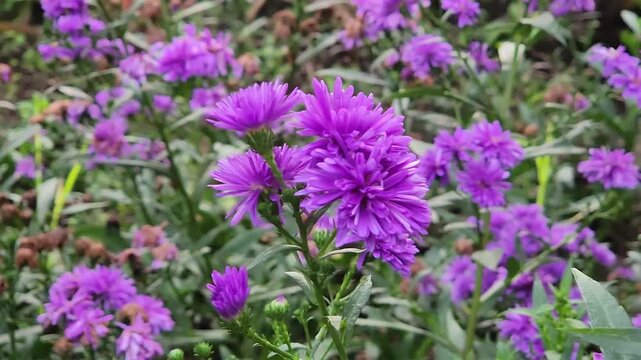 Close up of vibrant purple asters blooming in soft daylight. Stunning violet aster flowers in fresh green garden scene. Macro view of purple wildflowers in natural spring mood