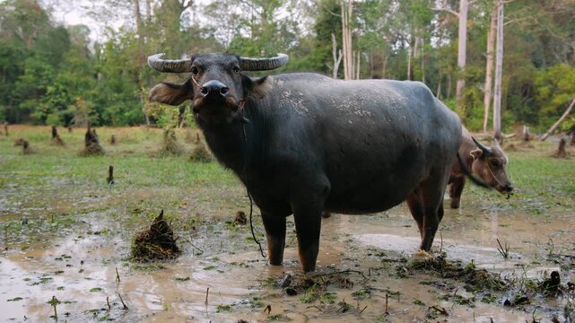 Water buffalo standing in a muddy pond in rural cambodia, looking towards the camera with its calf in the background.