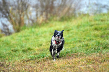 Black and white Russian spaniel in red collar walking by the water in summer