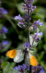 Orange-tip butterfly resting on purple flower nectarizing
