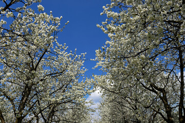 Cherry blossoms in full bloom with a vibrant blue sky in the background, a beautiful spring scene.