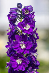 Larkspur (Delphinium) flower stalk showing vibrant purple petals blooming