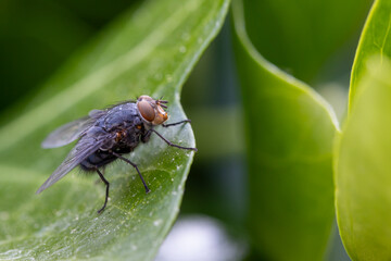 Common housefly insect (Musca domestica)resting on green leaf in nature