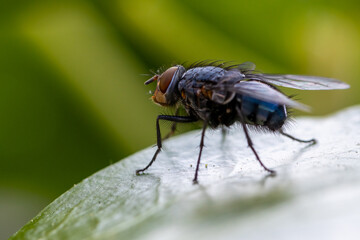 Common housefly insect (Musca domestica)resting on green leaf in nature