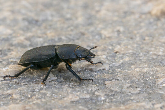 A lesser stag beetle (Dorcus parallelipipedus) crawling on a gray rock surface
