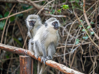 Fototapeta premium Grüne Meerkatze