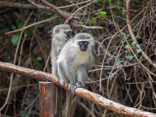 Obraz premium Grüne Meerkatze
