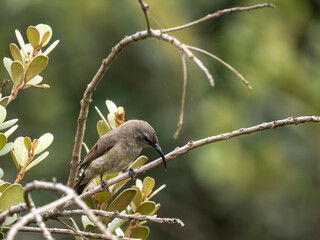 Nektarvogel