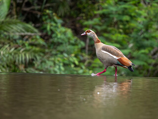 Nilgans