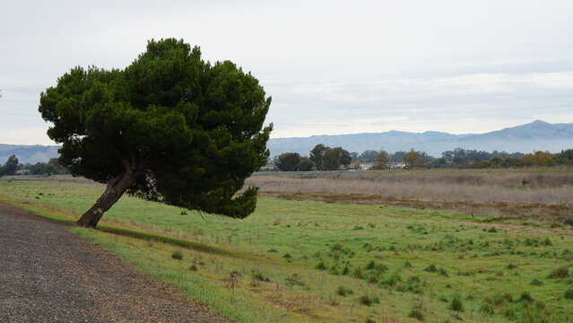 A lone Monterey pine tree (Pinus radiata), bent significantly, stands on an embankment next to a field with green grass, overlooking the distant, cloud-covered East Bay Hills.