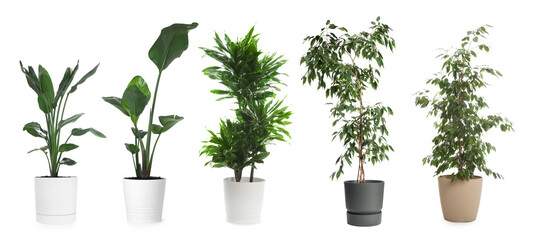 Obraz premium Collection of house plants in pots isolated on white
