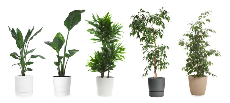 Fototapeta Collection of house plants in pots isolated on white