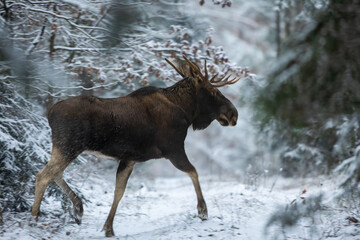 Mammal - bull moose winter (Alces)