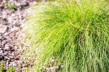 Sporobolus heterolepis