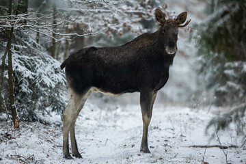 Mammal - bull moose winter (Alces)