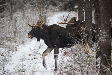 Mammal - bull moose winter (Alces)