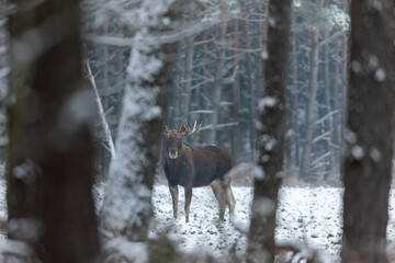 Mammal - bull moose winter (Alces)