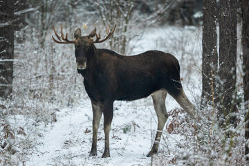 Mammal - bull moose winter (Alces)