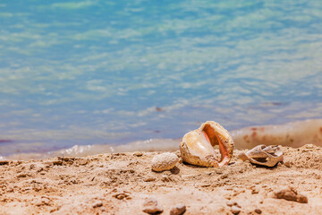 Close up view of sea shells on sandy beach with Caribbean Sea on background in bright tropical sunlight. Aruba.