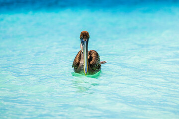 Close up view of brown pelican on turquoise water of Caribbean Sea during sunny day. Aruba.
