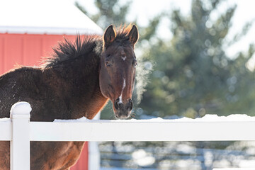 A horse along a white fence in the winter with steam from its breath and a shed and trees in the background. 