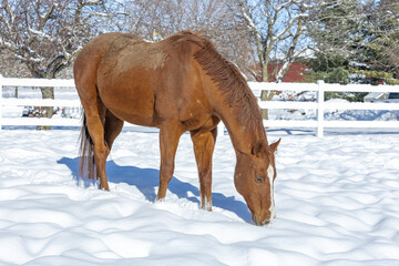 A chestnut Thoroughbred horse, with sand on its back from rolling, sniffing the snow outdoors.