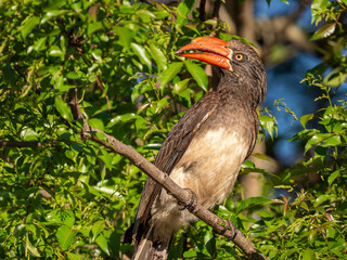 Kronhornvogel
