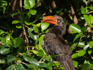 Kronhornvogel