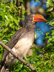 Kronhornvogel