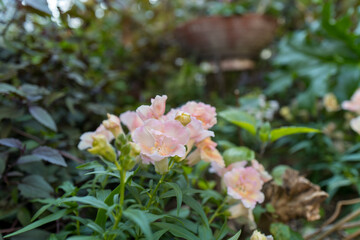 柔らかな色合いのキンギョソウのクローズアップ