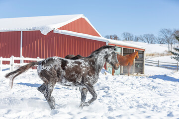 A snow-covered horse running past a barn with another horse standing.