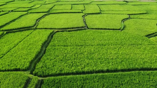 Flying over rice fields in Bali, Indonesia