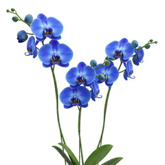 Blue orchid flowers isolated on transparent background isolated on transparent background indoor, outdoor, no people, keyword 30