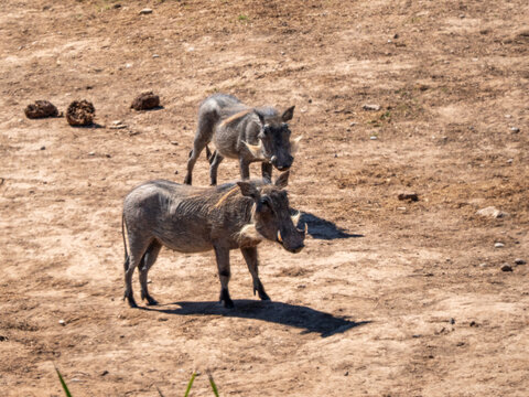Warzenschwein
