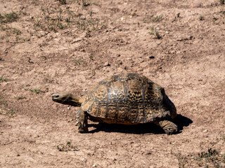 Obraz premium Schildkröte