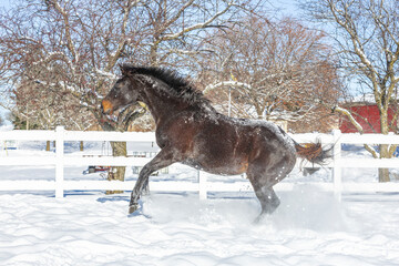 A bay horse rearing in the snow along a white fence and trees. 