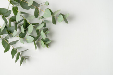 Green fresh eucalyptus branches on light gray background, top view copy space. Natural floral background for card or invitation. Plant is used for making essential oils, medicine